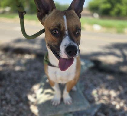 Chaos, ADOPTABLE, Young Male Mixed Breed.