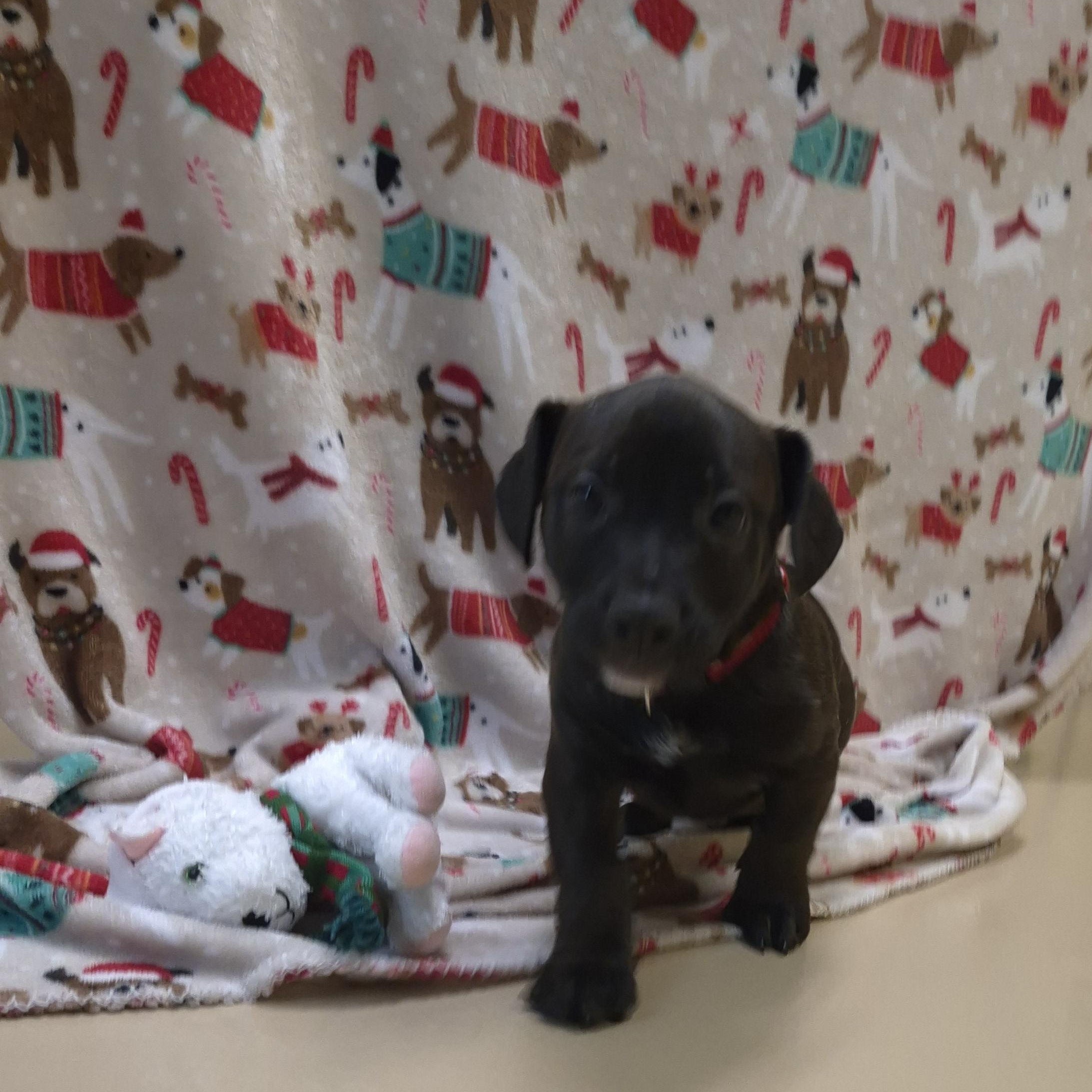 Grogu, ADOPTABLE, Young Male Boxer.