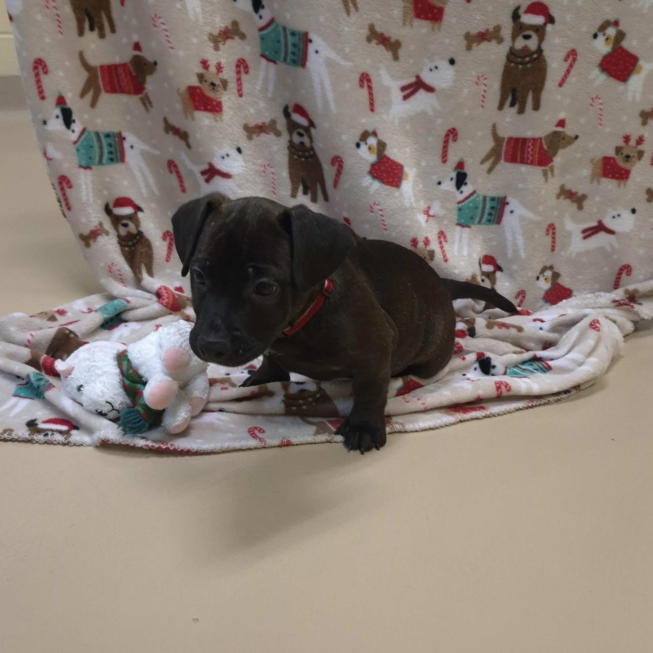 Enlarge Grogu, a ADOPTABLE Boxer in Schertz, TX image 2/3