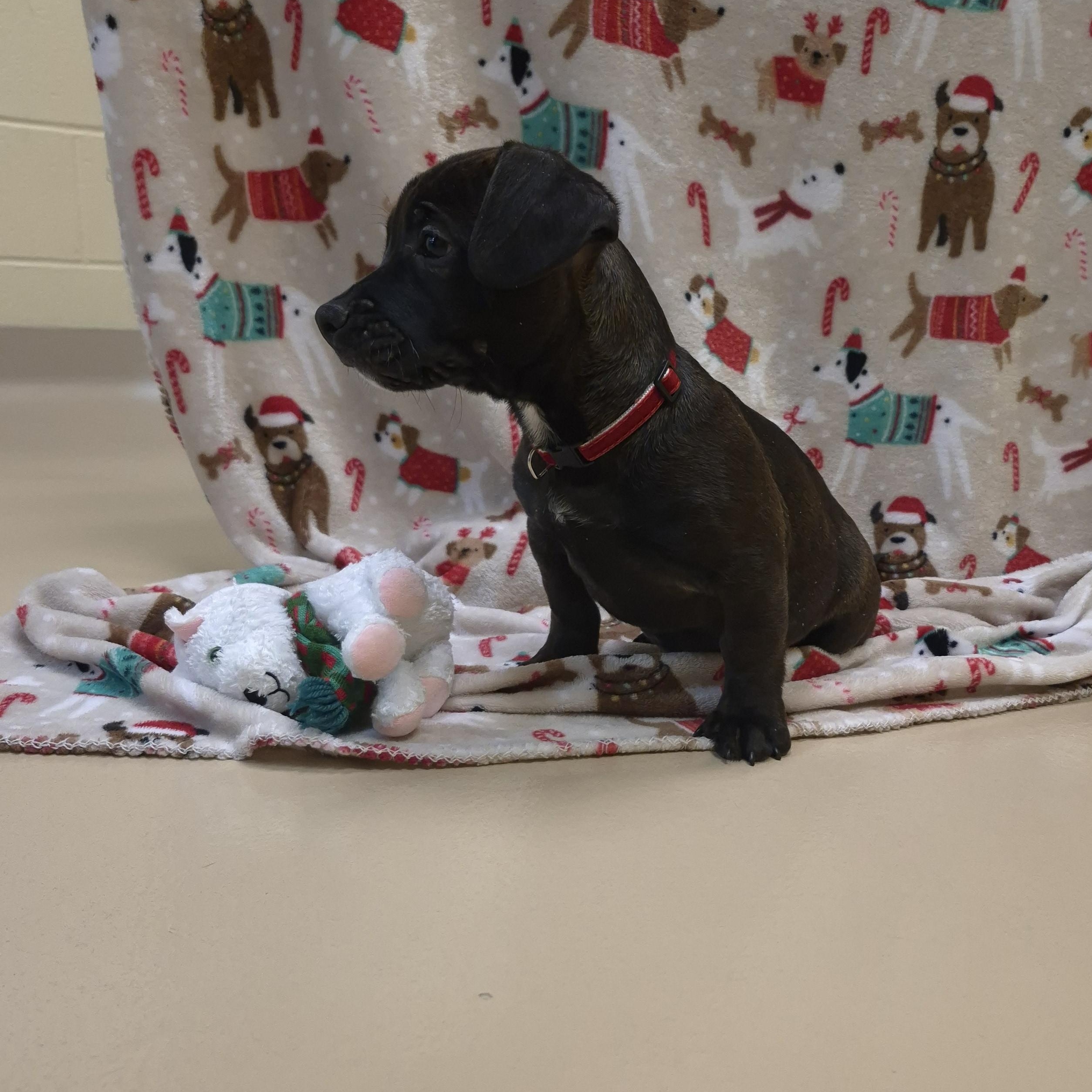 Enlarge Grogu, a ADOPTABLE Boxer in Schertz, TX image 3/3