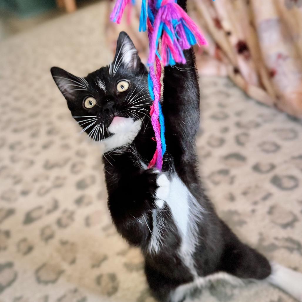 Enlarge Harvey, a Adoptable Domestic Short Hair in Warwick, RI image 5/6