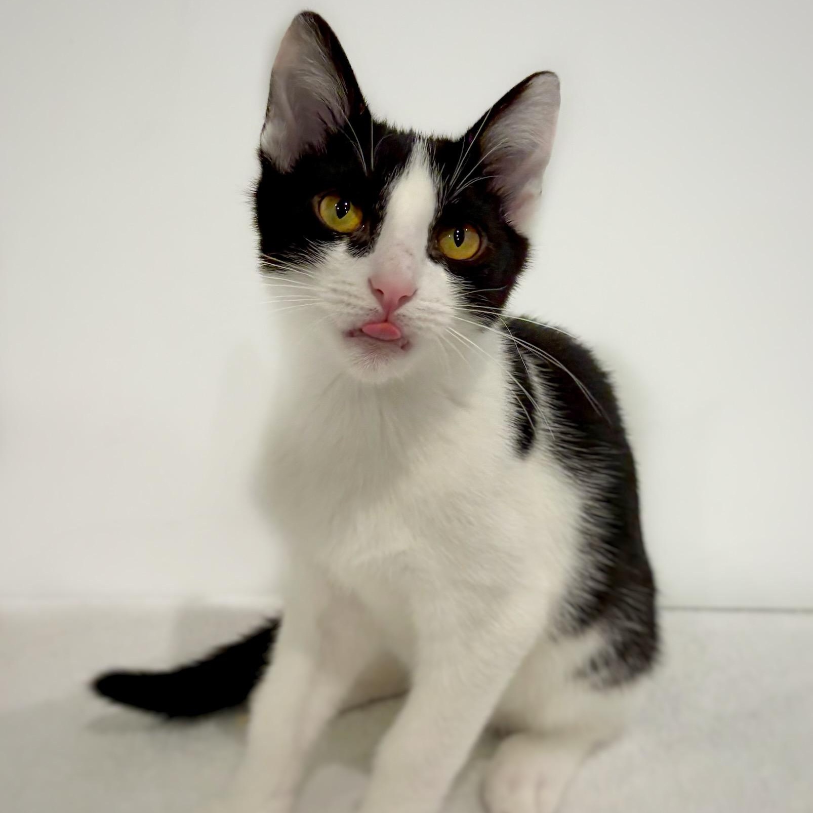 Enlarge Loofah and Spork (Bonded Pair), a Adoptable Domestic Short Hair in Watertown, WI image 2/5