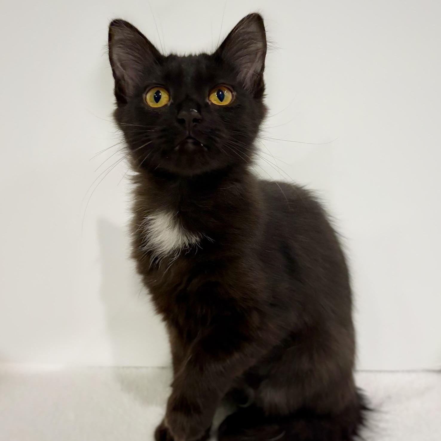 Enlarge Loofah and Spork (Bonded Pair), a Adoptable Domestic Short Hair in Watertown, WI image 3/5