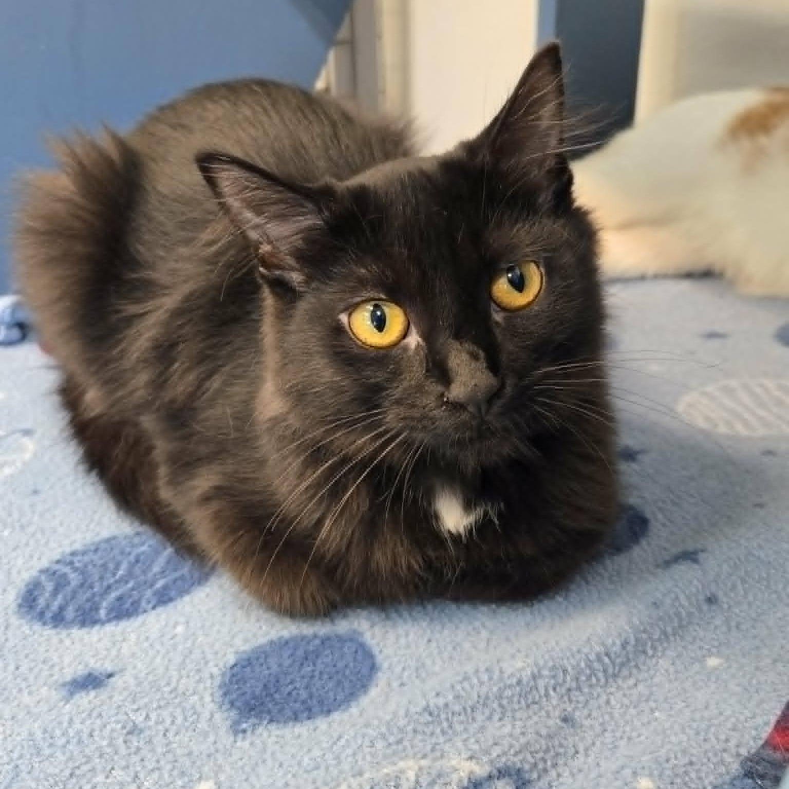 Enlarge Loofah and Spork (Bonded Pair), a Adoptable Domestic Short Hair in Watertown, WI image 4/5