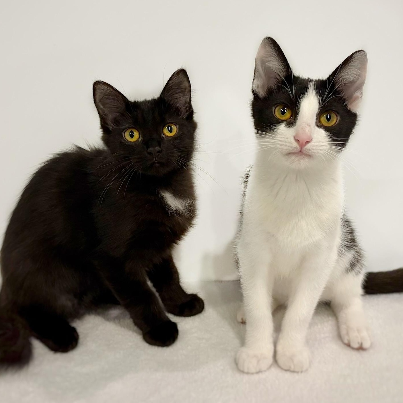 Loofah and Spork (Bonded Pair), Adoptable, Kitten Male Domestic Short Hair.