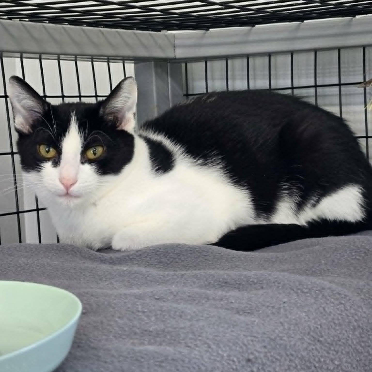 Enlarge Loofah and Spork (Bonded Pair), a Adoptable Domestic Short Hair in Watertown, WI image 5/5