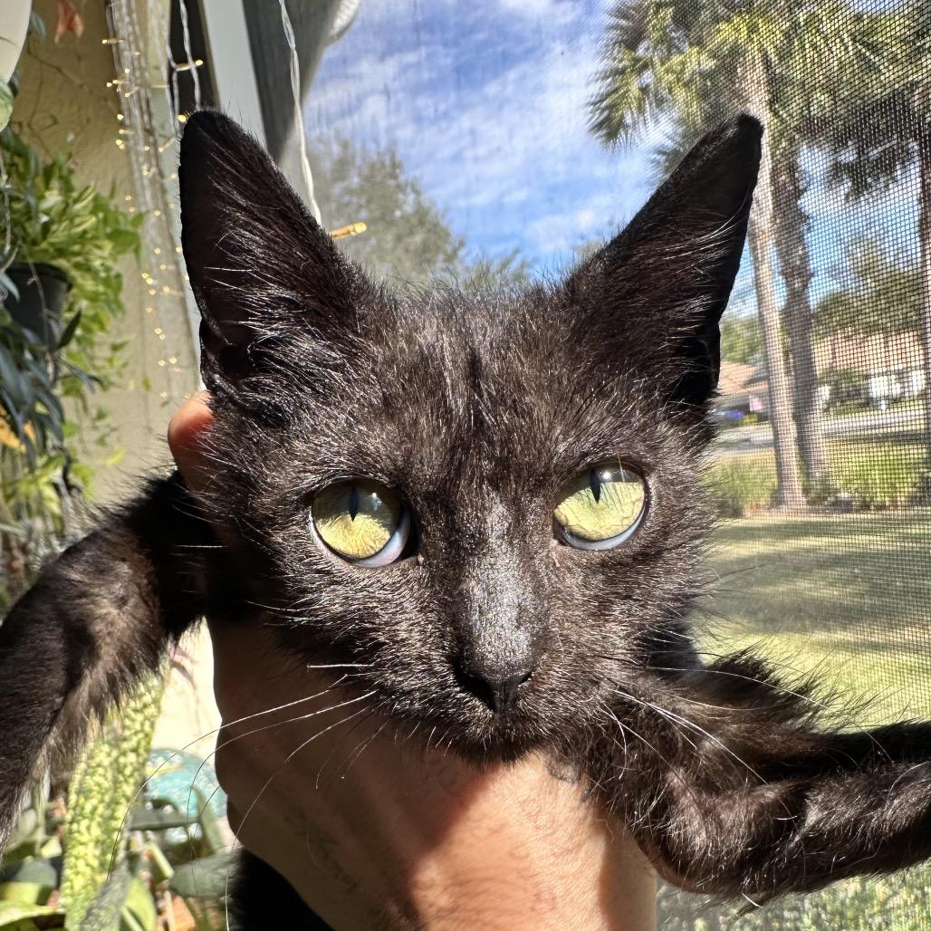 Pretzel, Adoptable, Kitten Female Domestic Short Hair.