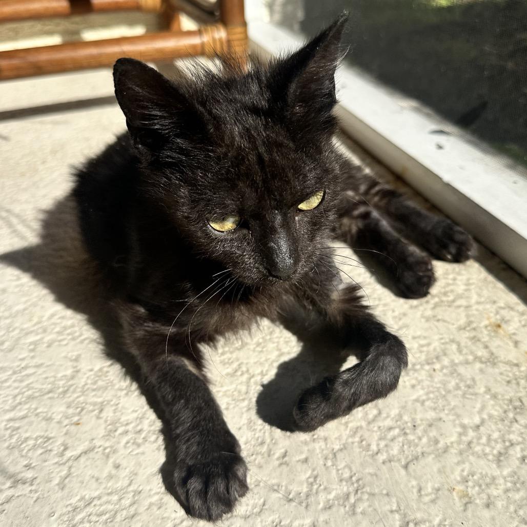 Enlarge Pretzel, a Adoptable Domestic Short Hair in North Port, FL image 3/6