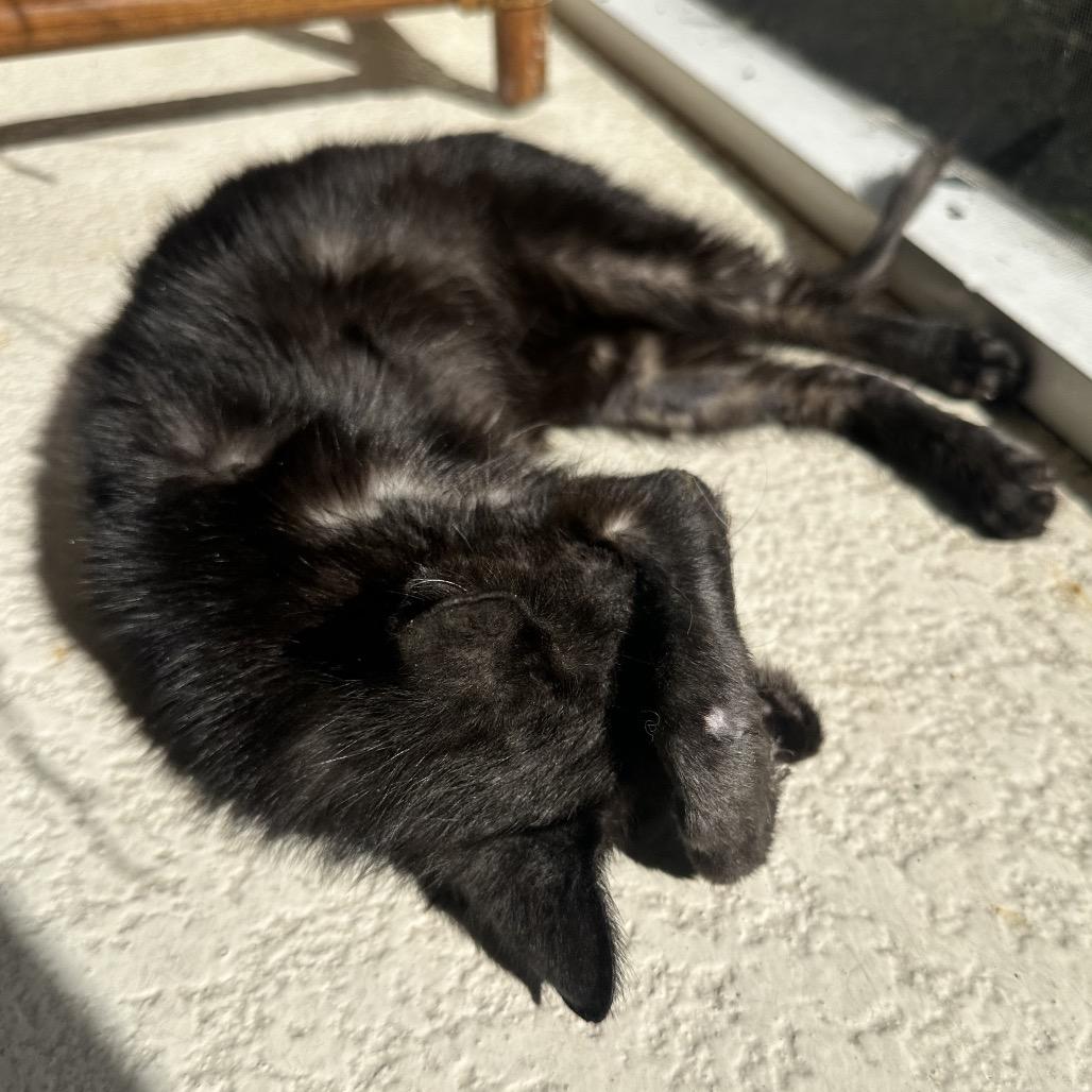 Enlarge Pretzel, a Adoptable Domestic Short Hair in North Port, FL image 4/6