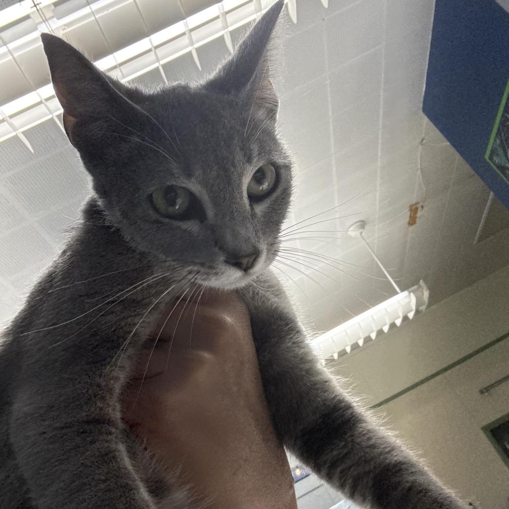 Bonnie, Adoptable, Young Female Domestic Short Hair.