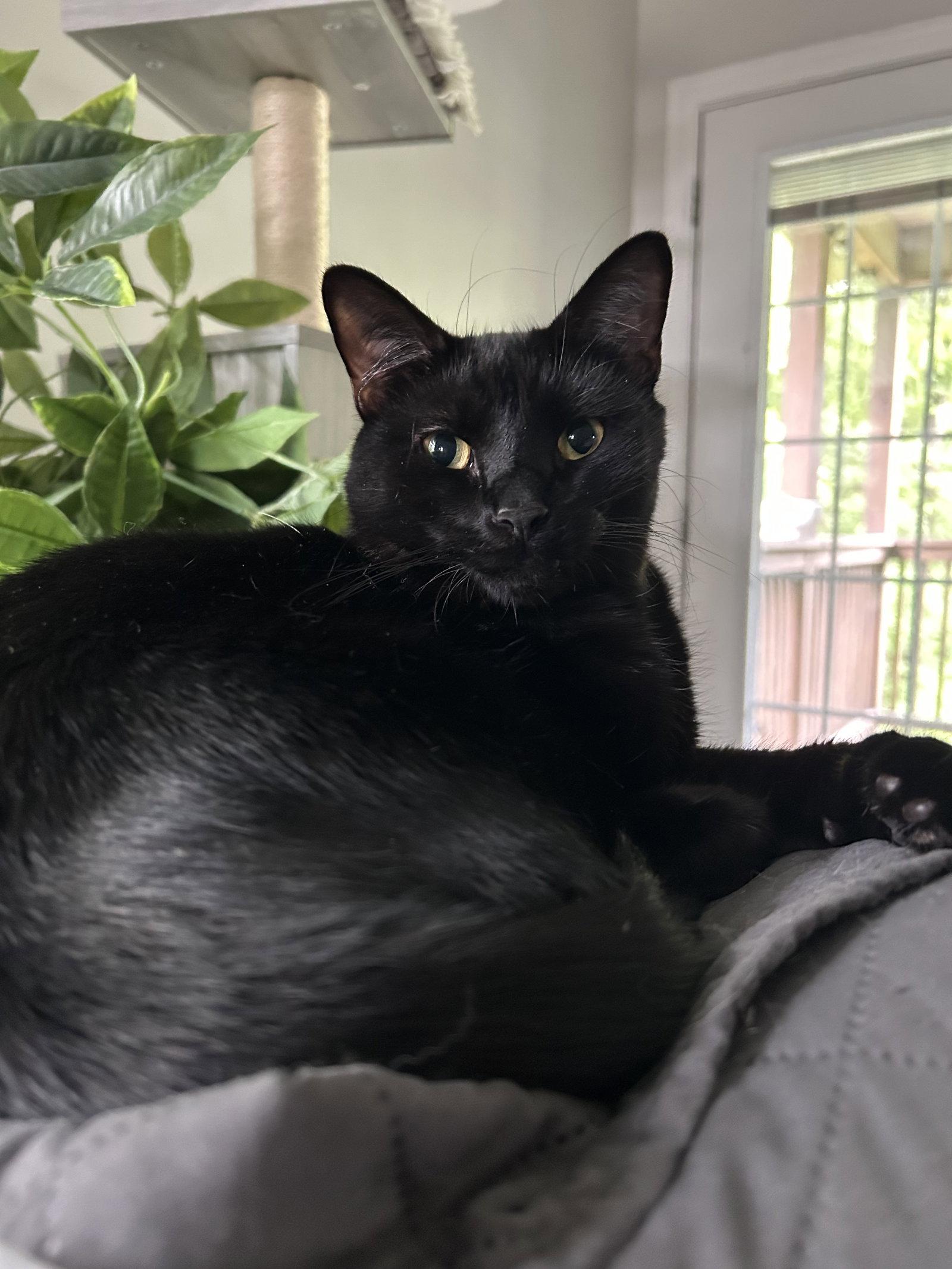Houdini, Adoptable, Adult Male Domestic Short Hair & Bombay.