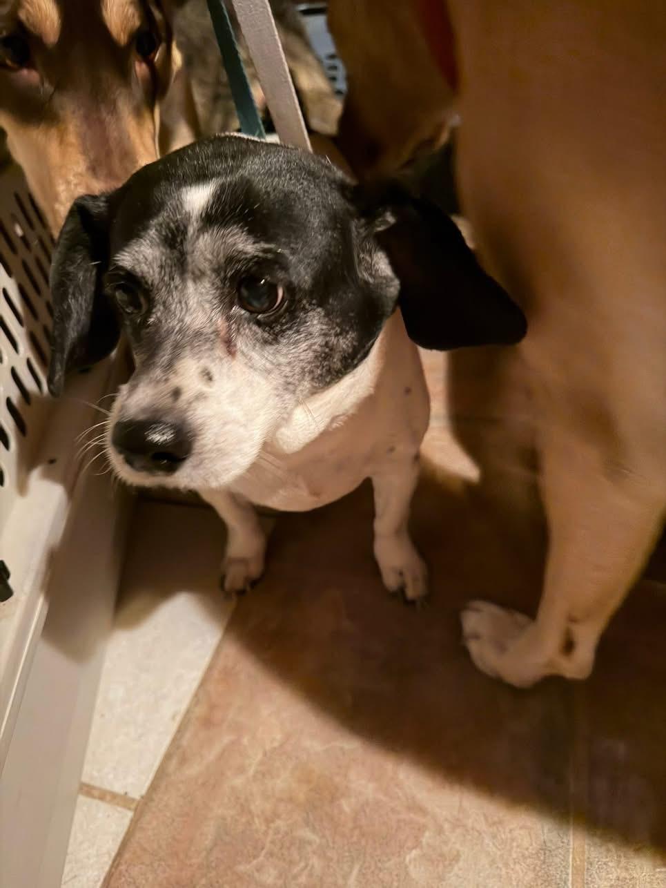 Enlarge Chica, an adopted mixed breed in Estes Park, CO image 1/4