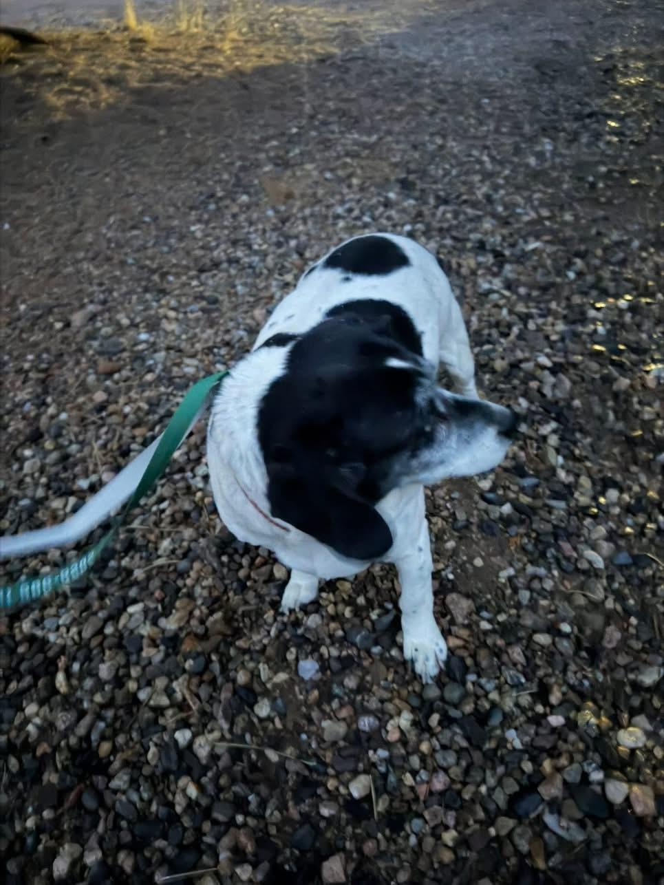 Enlarge Chica, an adopted mixed breed in Estes Park, CO image 4/4