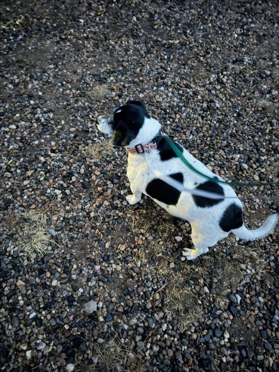 Enlarge Chica, an adopted mixed breed in Estes Park, CO image 2/4