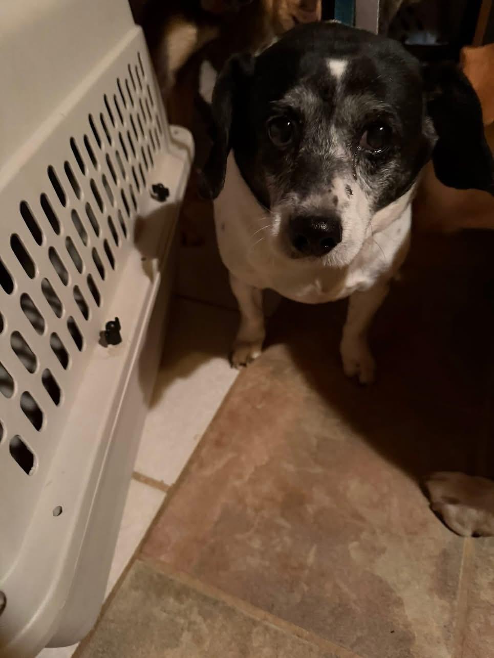 Enlarge Chica, an adopted mixed breed in Estes Park, CO image 3/4