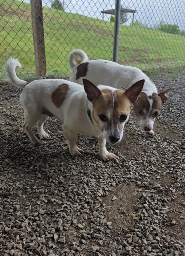 Ginger, Adoptable, Adult Female Jack Russell Terrier & Chihuahua.