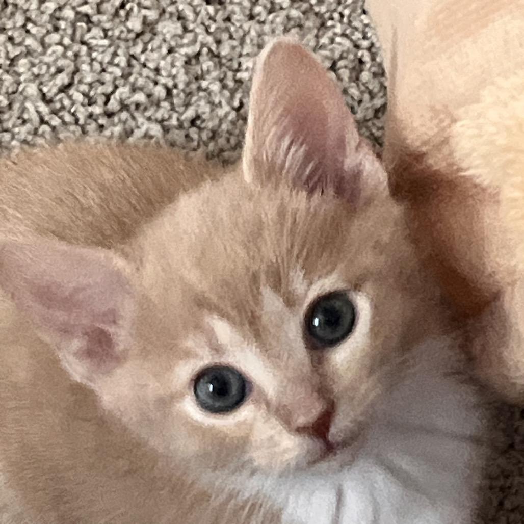 Brooklyn, Adoptable, Kitten Female Domestic Short Hair.