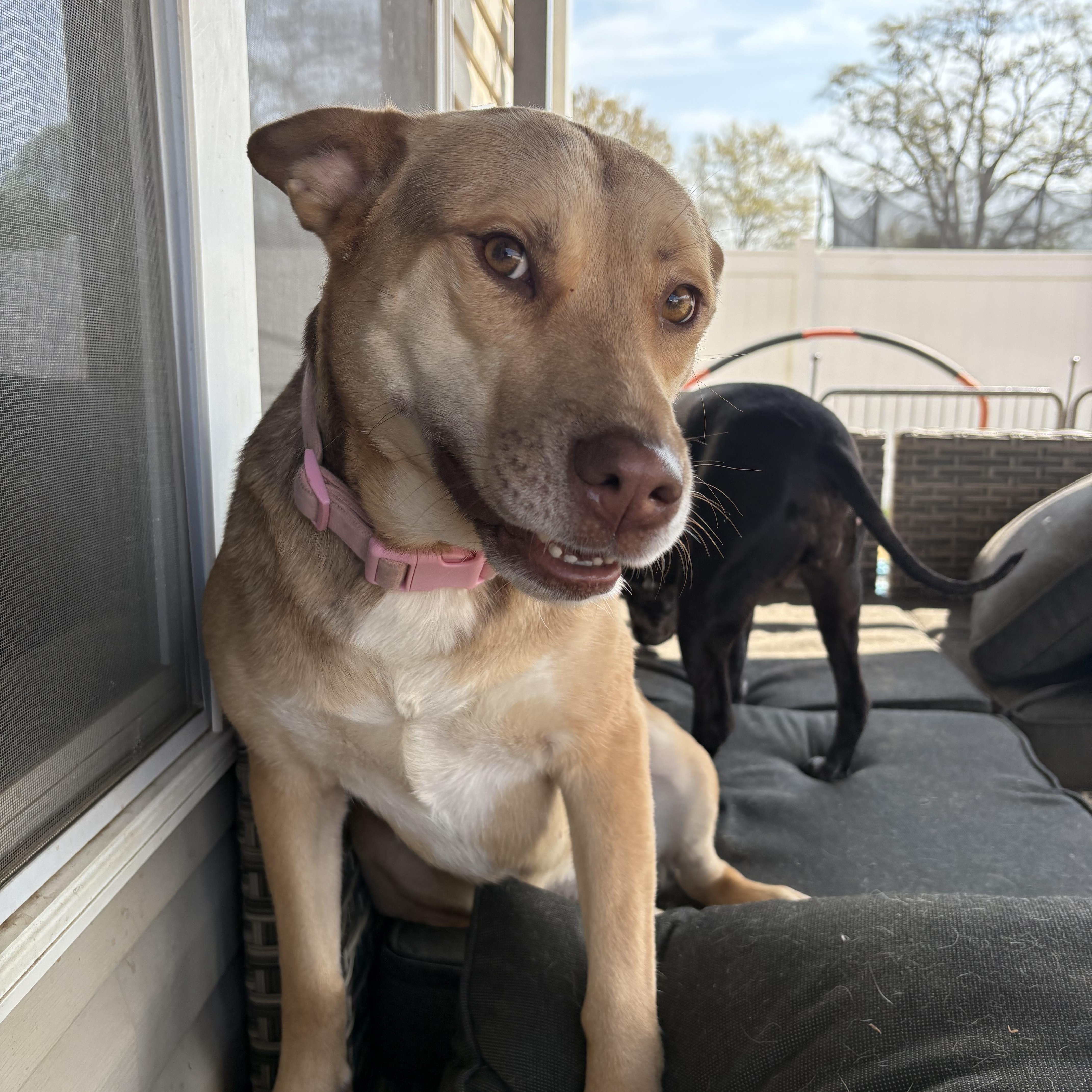 Enlarge Gretal, an adopted mixed breed in greer, SC image 2/6