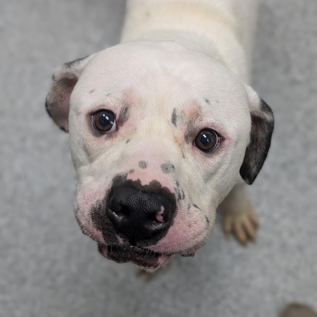 Enlarge Duke, a Adoptable Pit Bull Terrier in Grand Rapids, MI image 1/2