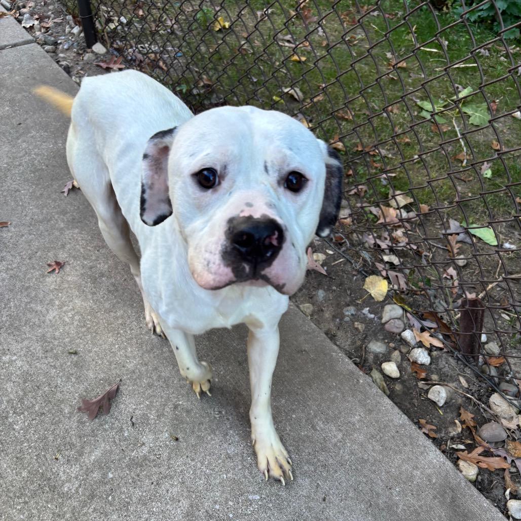 Enlarge Duke, a Adoptable Pit Bull Terrier in Grand Rapids, MI image 2/2