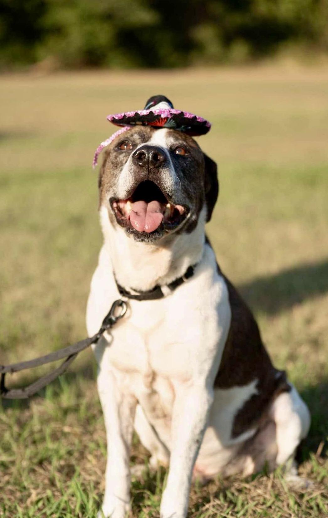 Enlarge Ernie, a Adoptable mixed breed in Mooresville, NC image 3/5
