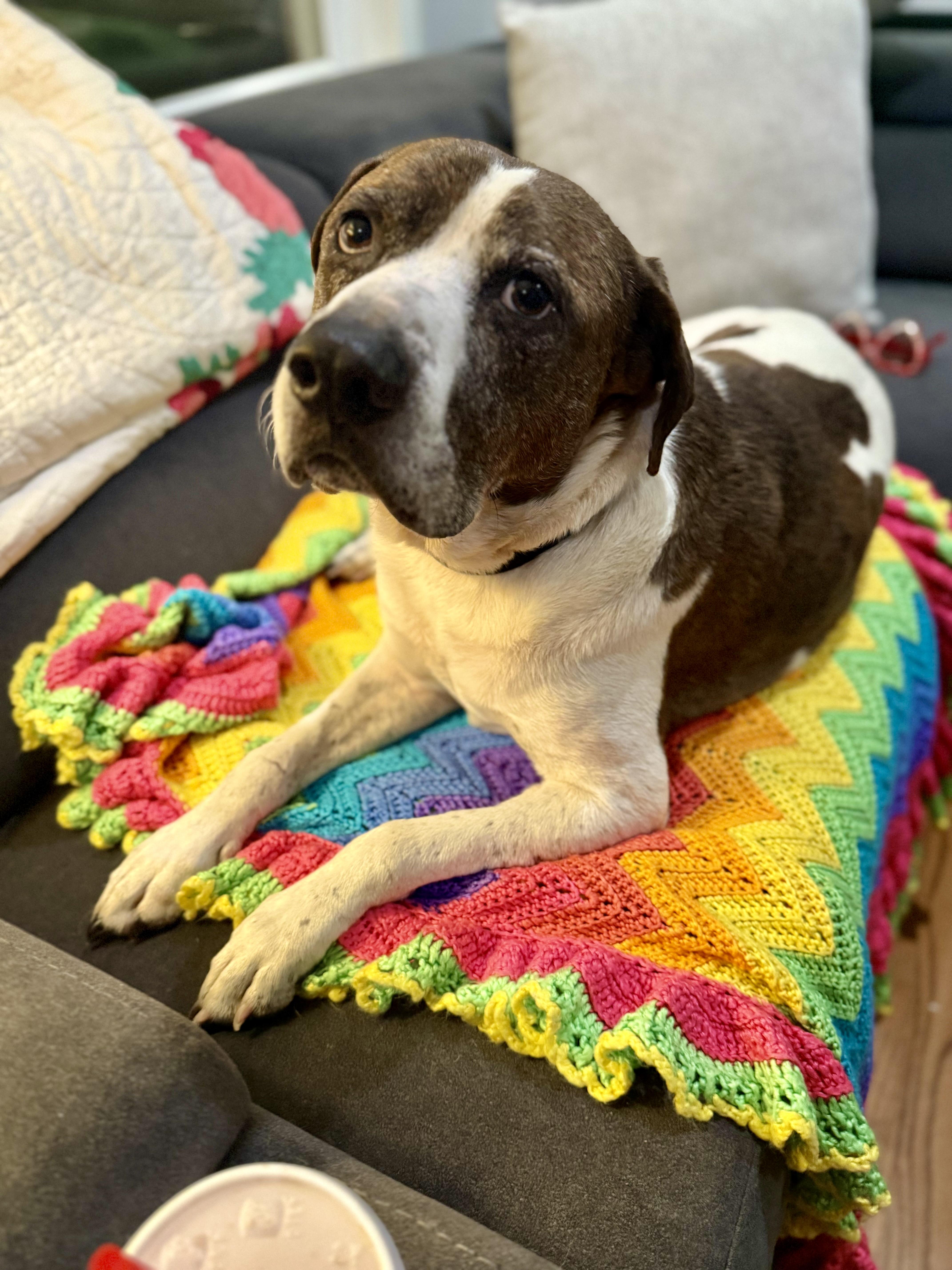 Ernie, Adoptable, Senior Male Pit Bull Terrier & Cattle Dog.