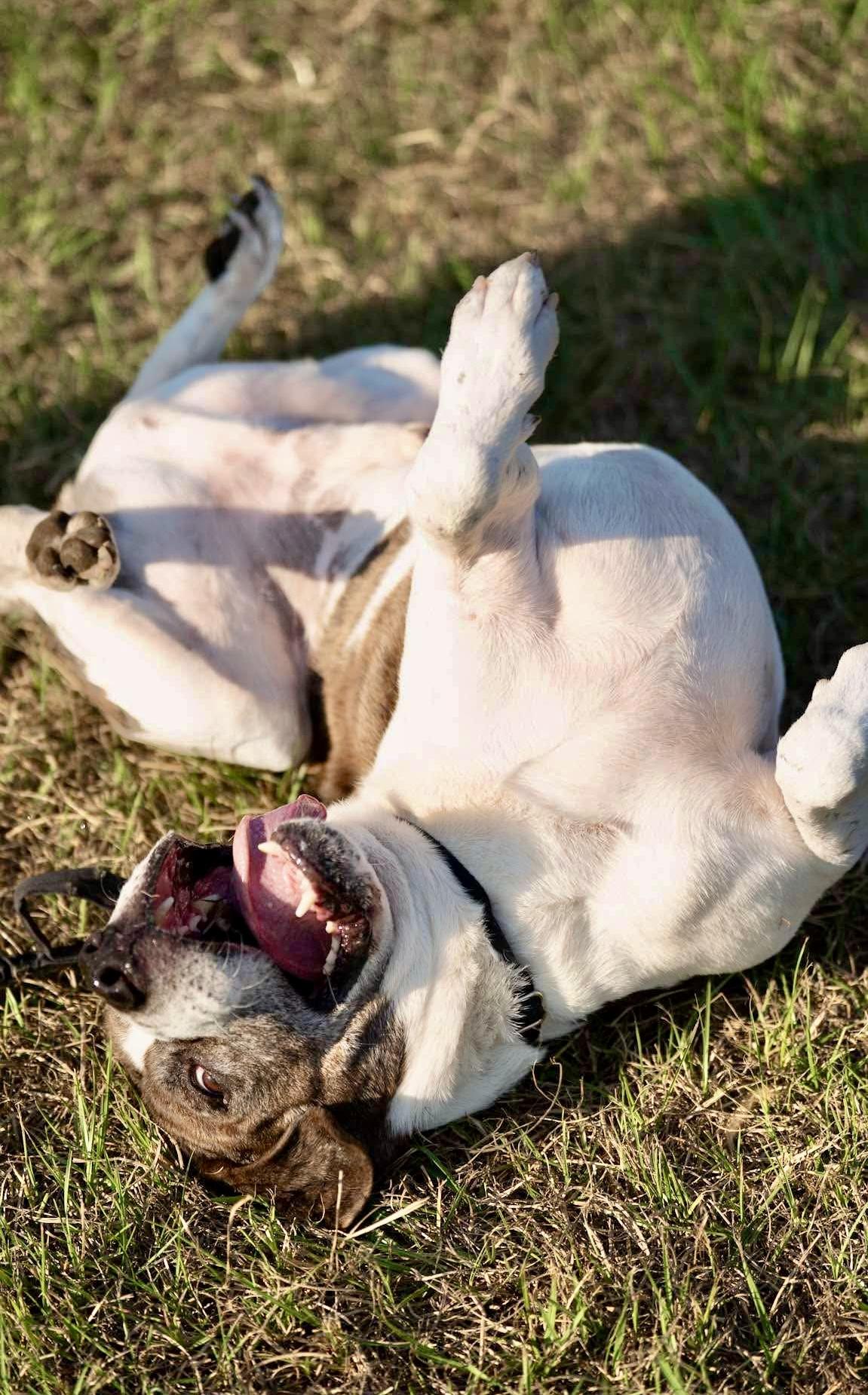 Enlarge Ernie, a Adoptable mixed breed in Mooresville, NC image 4/5