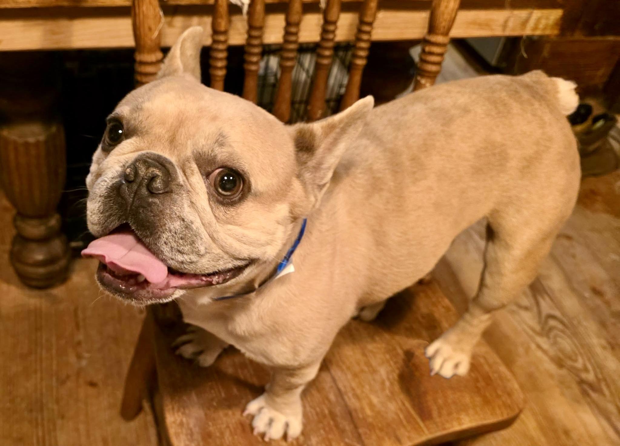 Enlarge Ace, an adopted French Bulldog in Tarzana, CA image 4/6