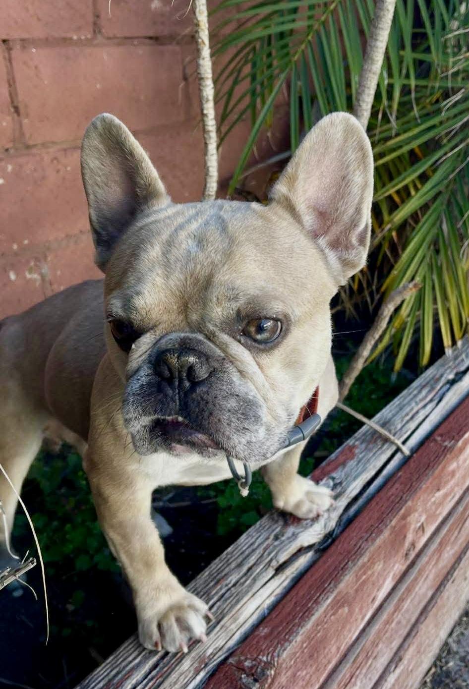 Enlarge Ace, an adopted French Bulldog in Tarzana, CA image 1/6