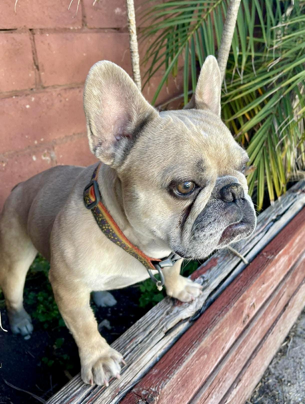 Enlarge Ace, an adopted French Bulldog in Tarzana, CA image 6/6