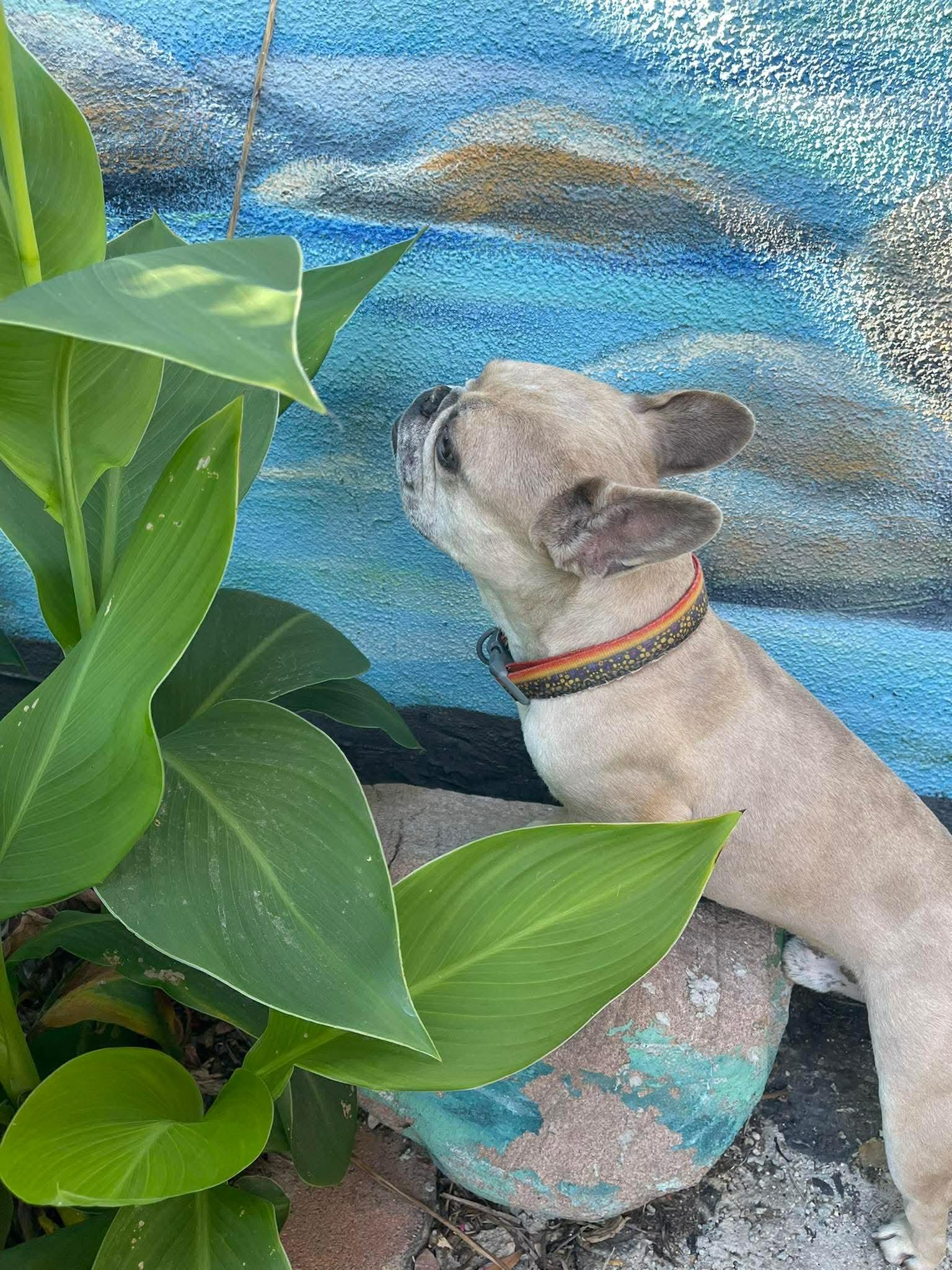 Enlarge Ace, an adopted French Bulldog in Tarzana, CA image 2/6