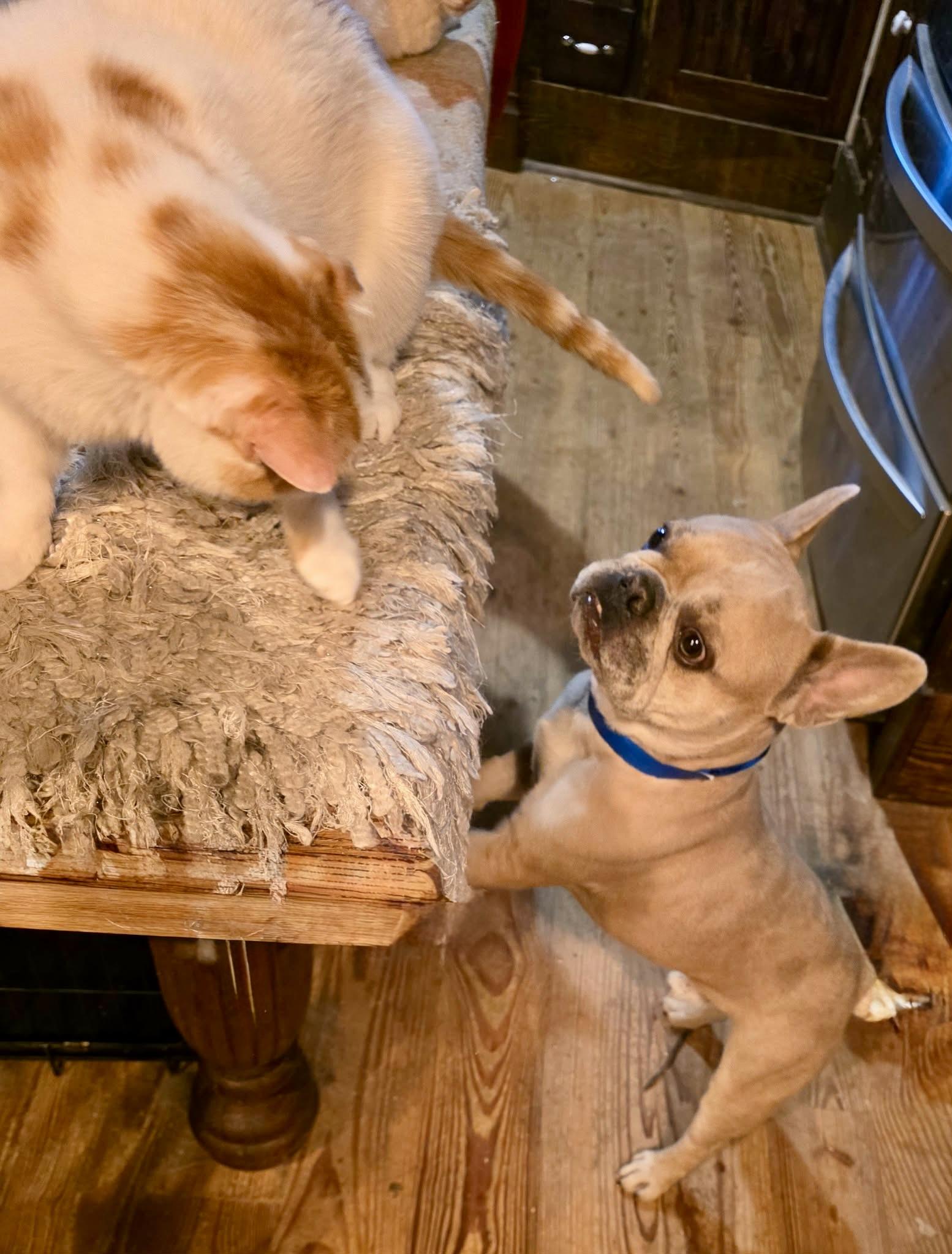 Enlarge Ace, an adopted French Bulldog in Tarzana, CA image 3/6
