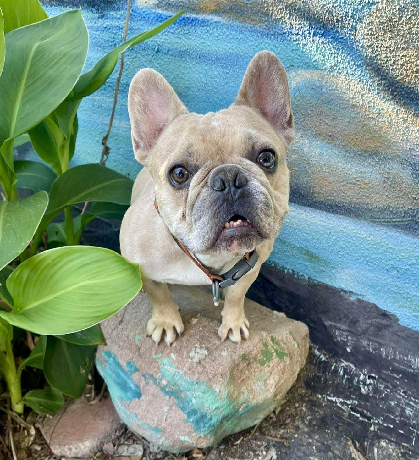 Enlarge Ace, an adopted French Bulldog in Tarzana, CA image 5/6