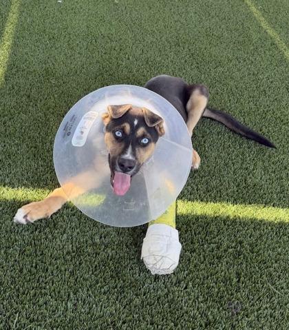 Mark, Adoptable, Puppy Male German Shepherd Dog & Mixed Breed.