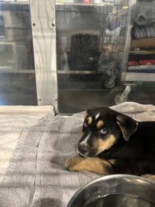 Mark, a Adoptable mixed breed in Fresno, CA image 2/2