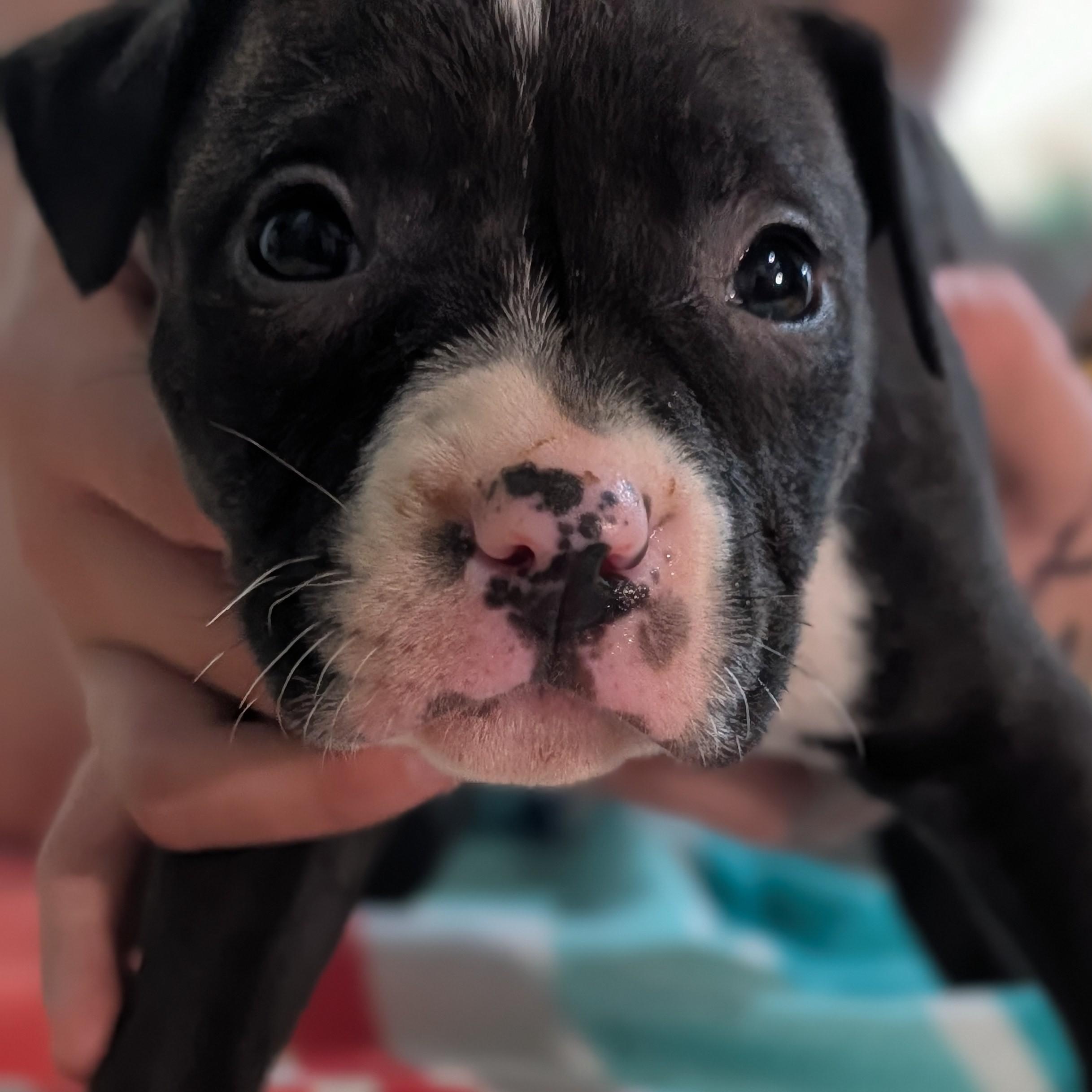 Enlarge Angelica (Rugrats Pups), a ADOPTABLE Mixed Breed in Alma, MI image 1/3