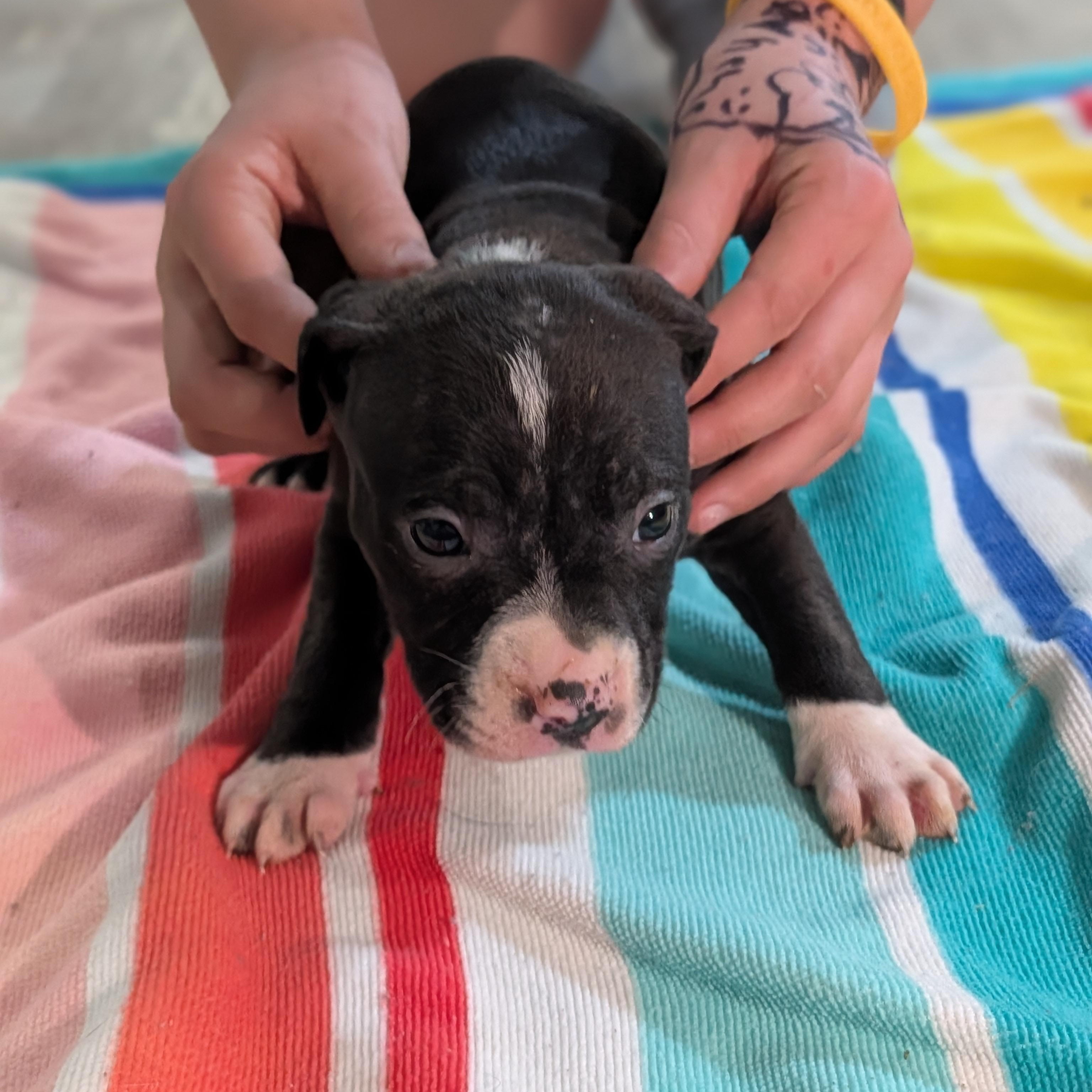 Enlarge Angelica (Rugrats Pups), a ADOPTABLE Mixed Breed in Alma, MI image 3/3