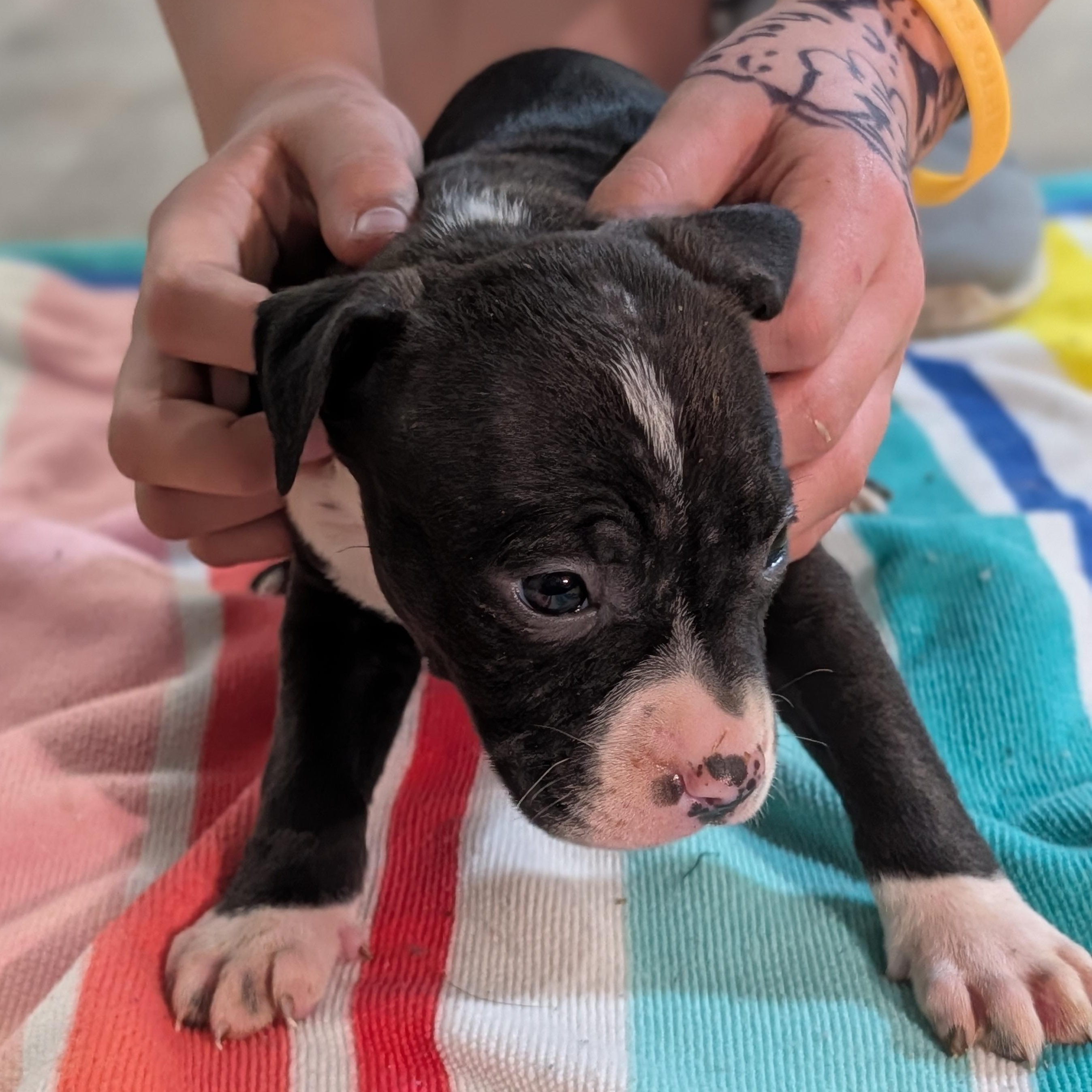 Enlarge Angelica (Rugrats Pups), a ADOPTABLE Mixed Breed in Alma, MI image 2/3