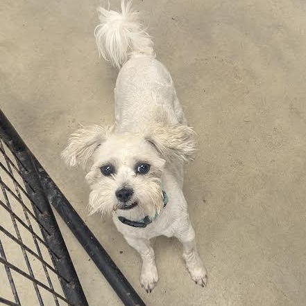 Cooper, a ADOPTABLE mixed breed in Blue Earth, MN image 2/5
