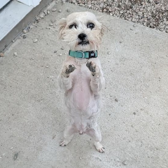 Cooper, ADOPTABLE, Young Male Bichon Frise & Poodle (Toy).