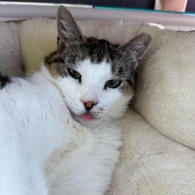Len, Adoptable, Adult Female Domestic Short Hair.