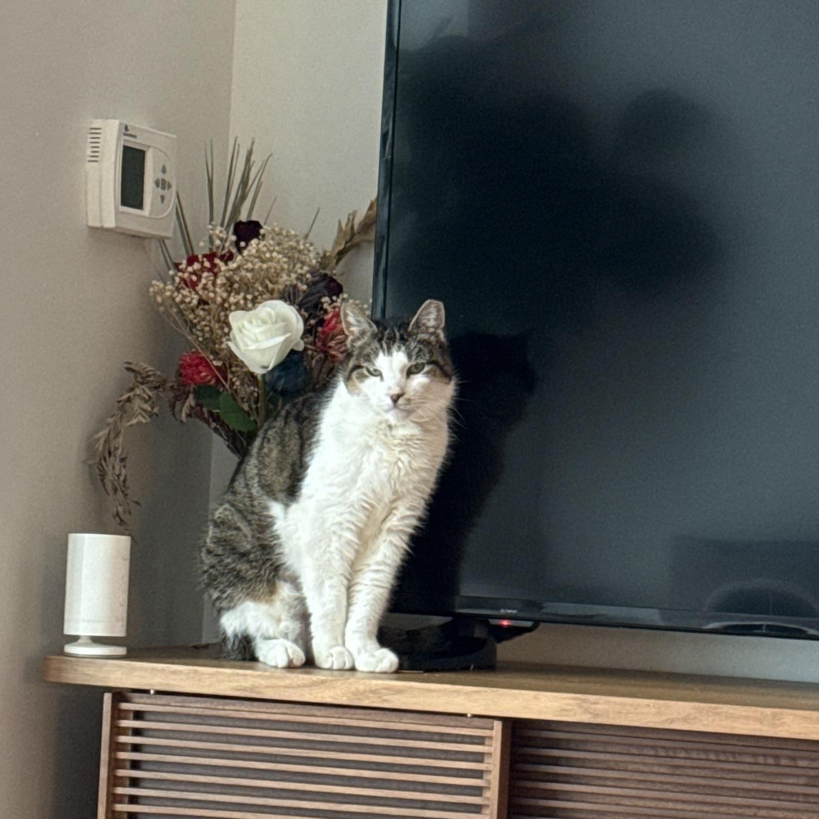 Enlarge Len, a Adoptable Domestic Short Hair in brooklyn, NY image 1/6