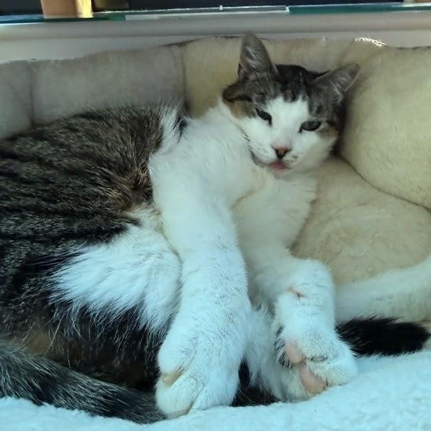 Enlarge Len, a Adoptable Domestic Short Hair in brooklyn, NY image 4/6