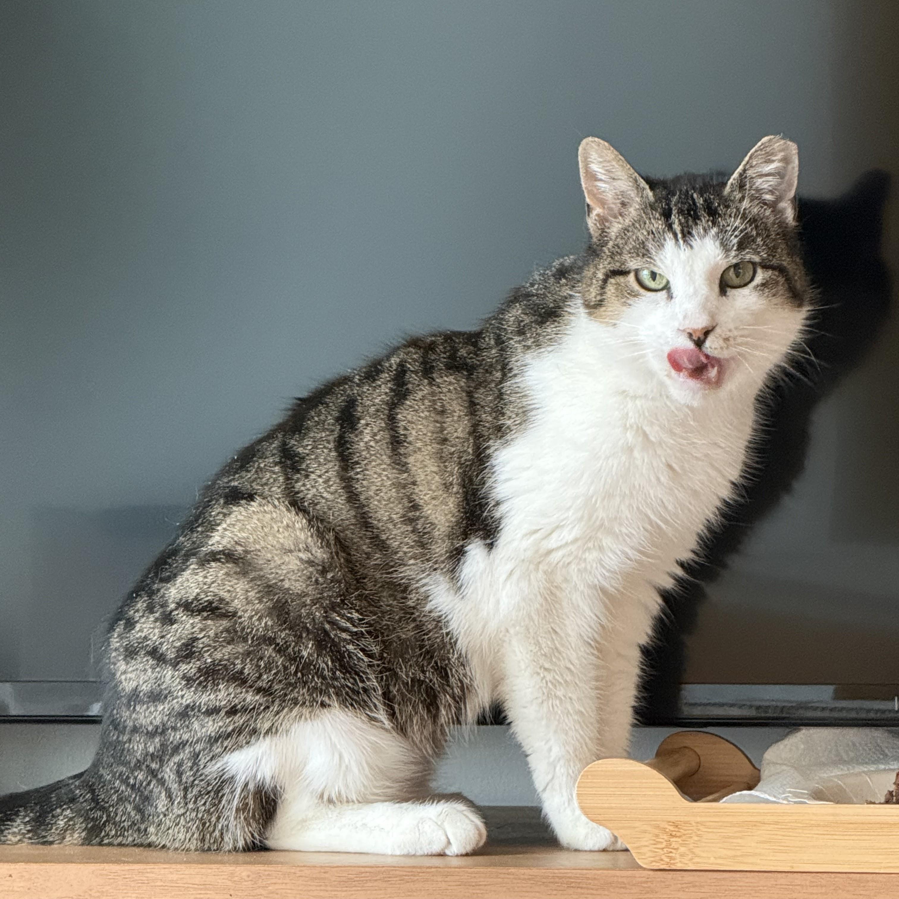 Len, a Adoptable Domestic Short Hair in brooklyn, NY image 2/6