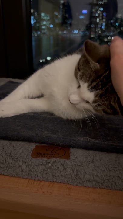 Enlarge Len, a Adoptable Domestic Short Hair in brooklyn, NY video 5/6