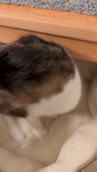 Enlarge Len, a Adoptable Domestic Short Hair in brooklyn, NY video 2/6