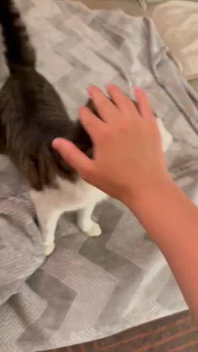 Enlarge Len, a Adoptable Domestic Short Hair in brooklyn, NY video 6/6