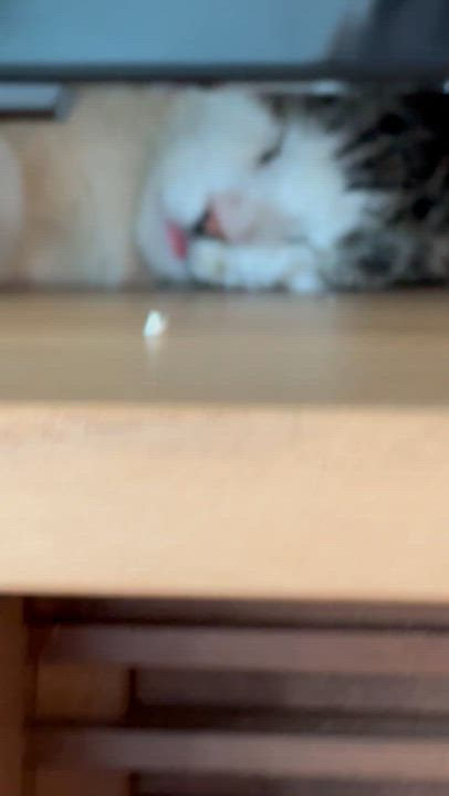 Enlarge Len, a Adoptable Domestic Short Hair in brooklyn, NY video 6/6
