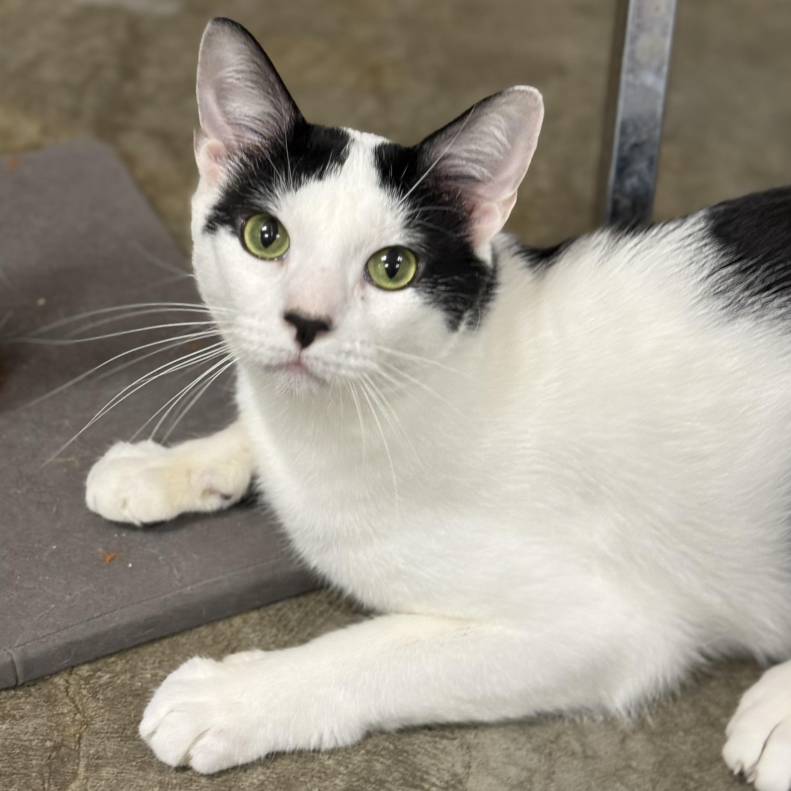 Tippy, adoptable, Young Male Domestic Short Hair.
