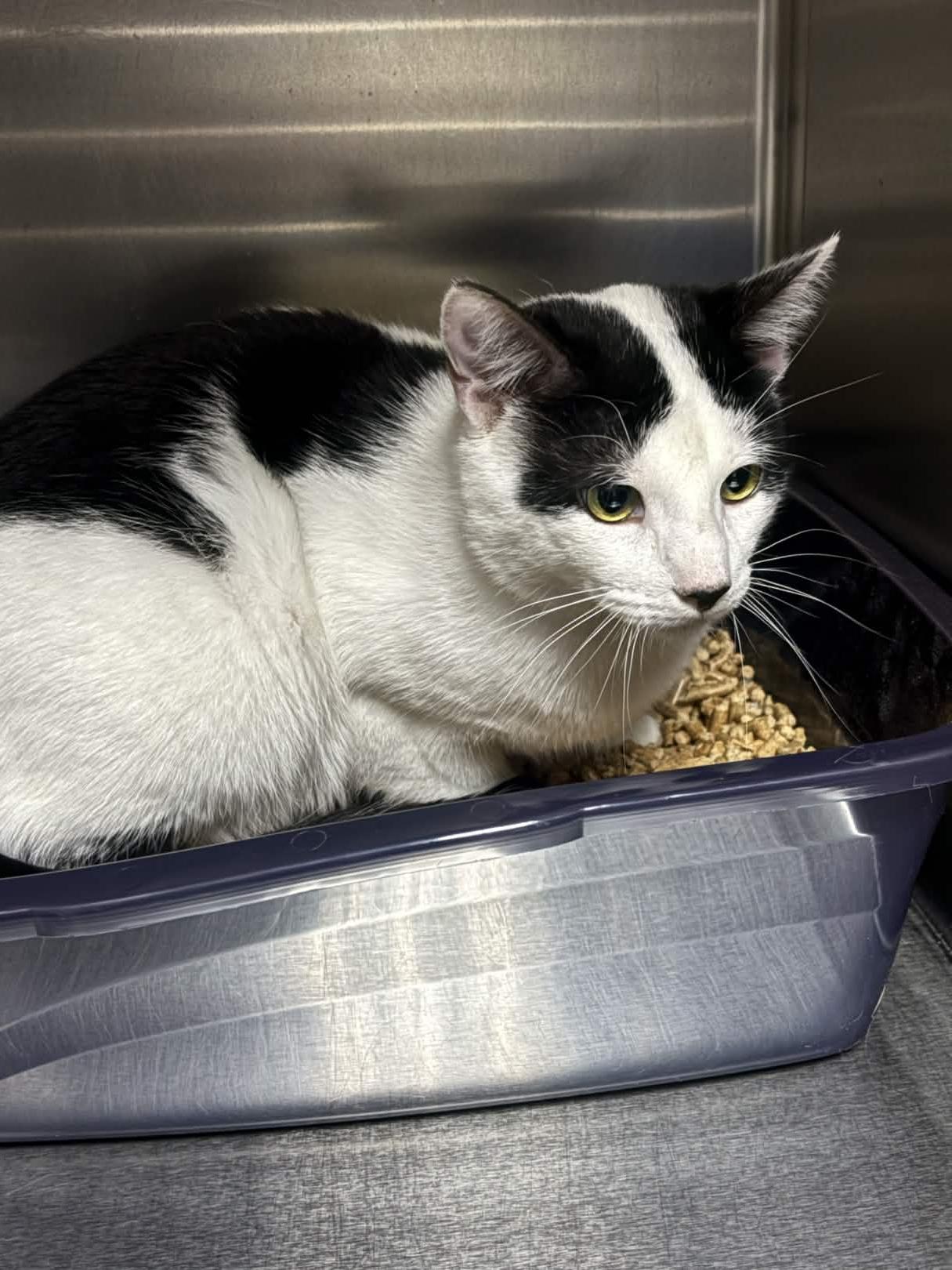 Tippy, adoptable, Young Male Domestic Short Hair.